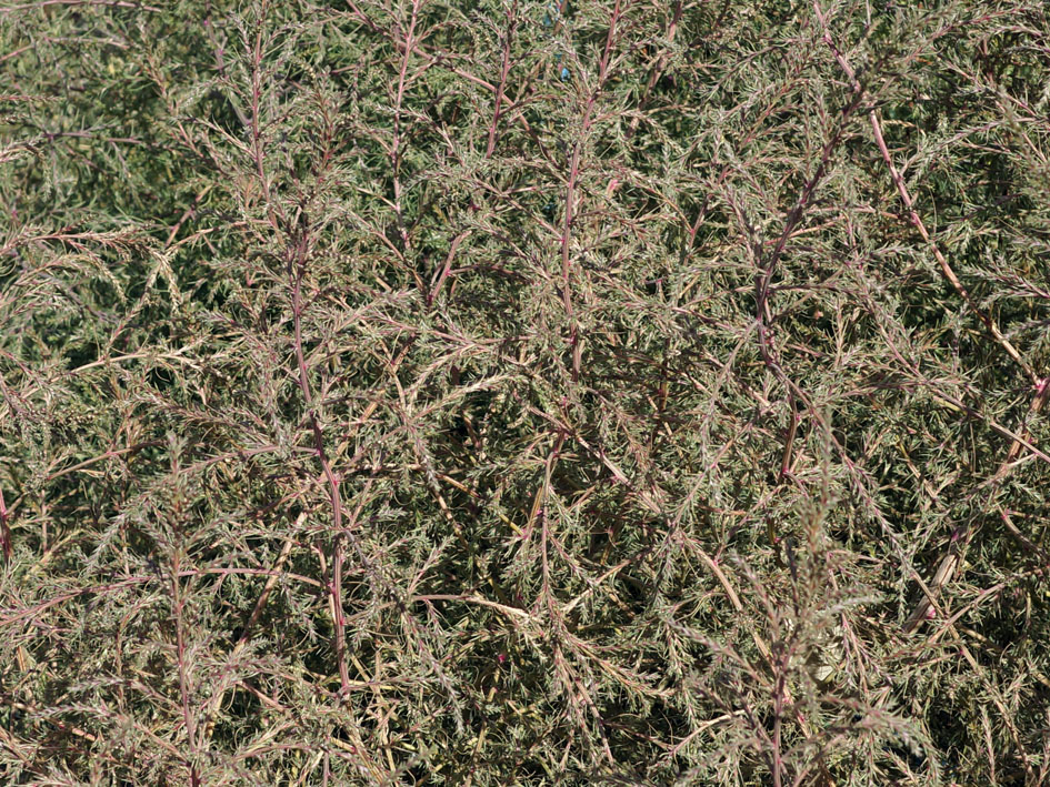 Image of genus Salsola specimen.