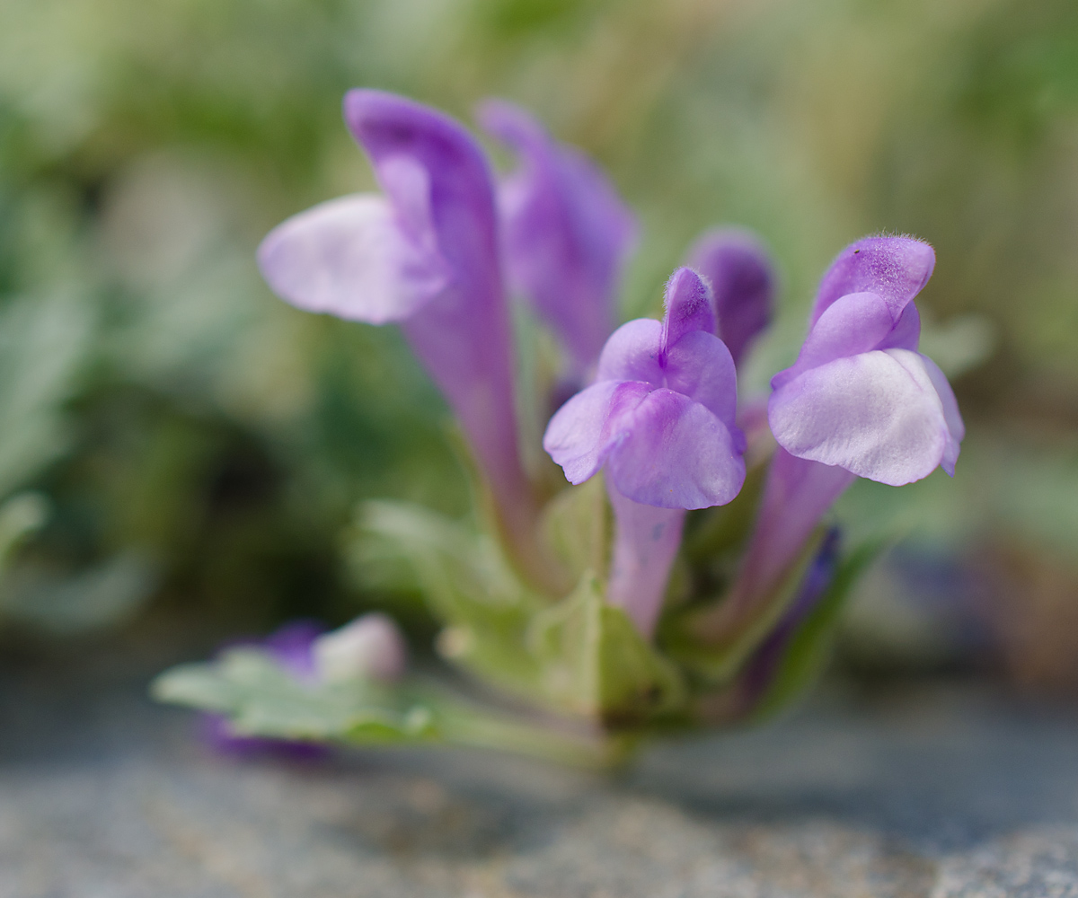 Изображение особи Scutellaria grandiflora.