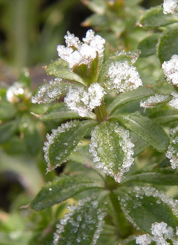 Image of Galium aparine specimen.