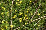 Ranunculus reptans