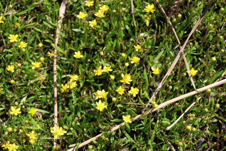 Image of Ranunculus reptans specimen.