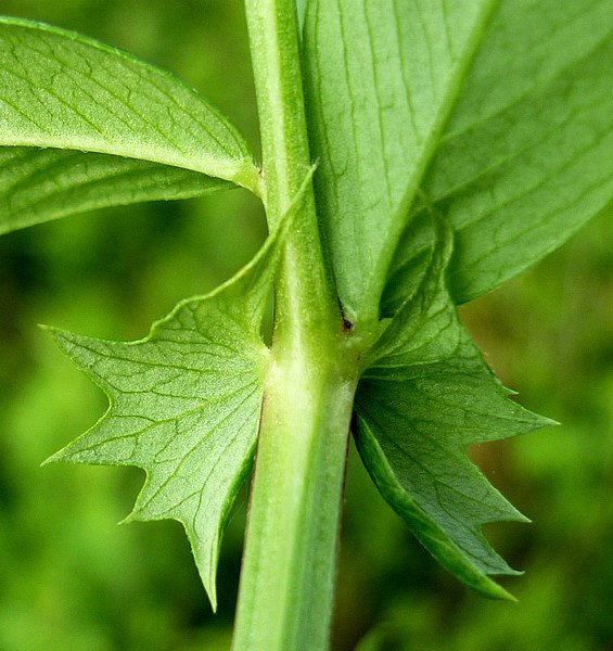 Изображение особи Vicia amoena.