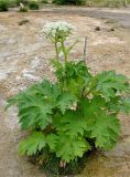 Heracleum dissectum. Цветущее растение. Тува, Тоджинский р-н, долина р. Аржаан-Хем (выс. около 1600 м н.у.м.), поляна с выходами минеральных вод. 06.07.2015.