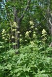 Aruncus dioicus. Верхушки цветущих растений. Камчатский край, г. Петропавловск-Камчатский, мкр-н Северо-Восток, ольхово-ивовый лес. 17.07.2015.