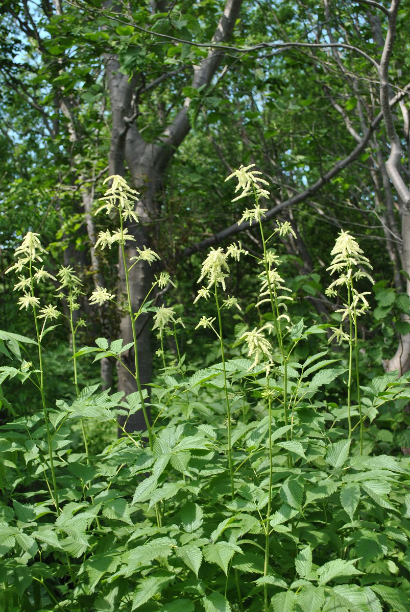 Image of Aruncus dioicus specimen.