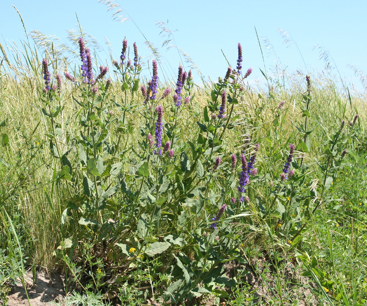 Изображение особи Salvia deserta.