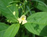 Impatiens parviflora. Верхушка цветущего растения. Ленинградская обл., г. Гатчина, Гатчинский парк. 17.07.2010.