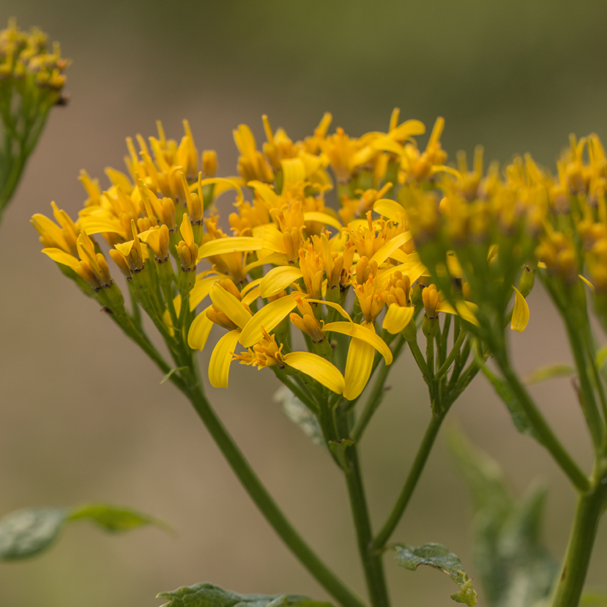 Изображение особи Senecio othonnae.