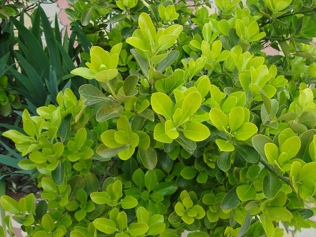 Image of Euonymus japonicus specimen.