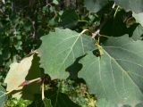 Populus tremula