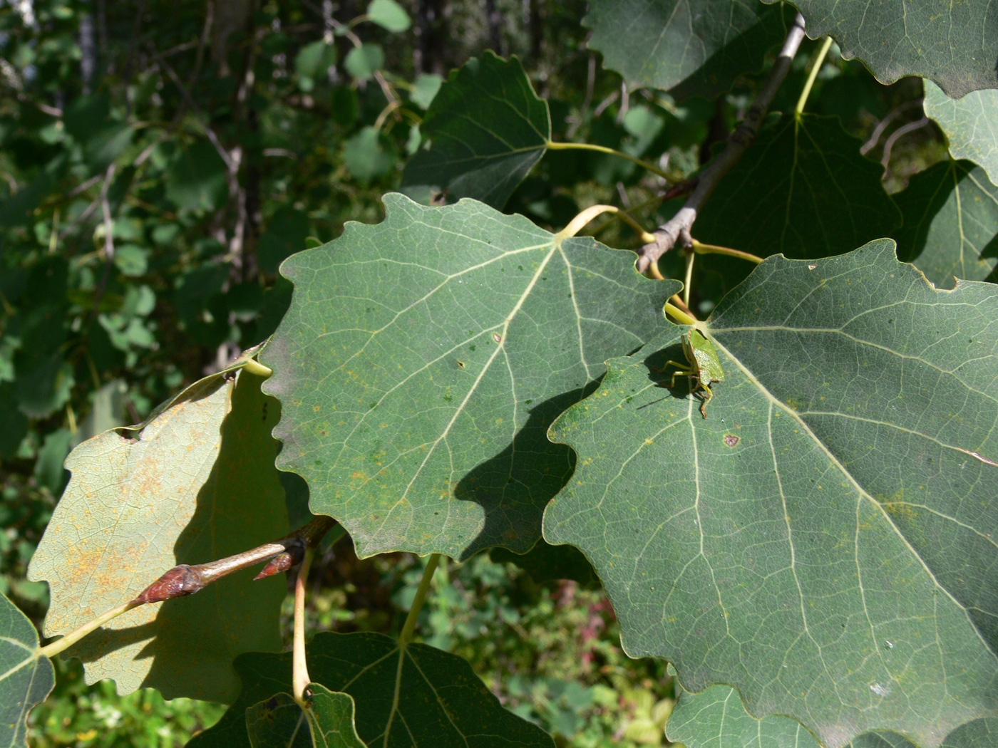 Image of Populus tremula specimen.