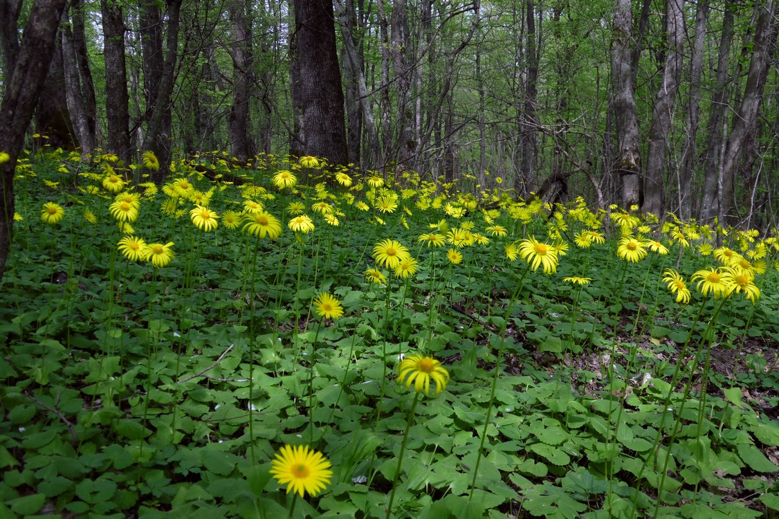 Image of Doronicum orientale specimen.