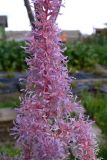 Astilbe chinensis variety davidii. Часть соцветия. Свердловская обл., г. Екатеринбург, пос. Шабровский, дачный участок. 16.08.2015.