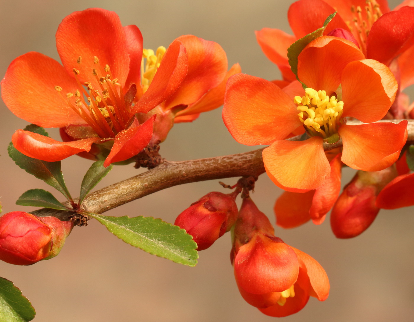 Image of Chaenomeles japonica specimen.