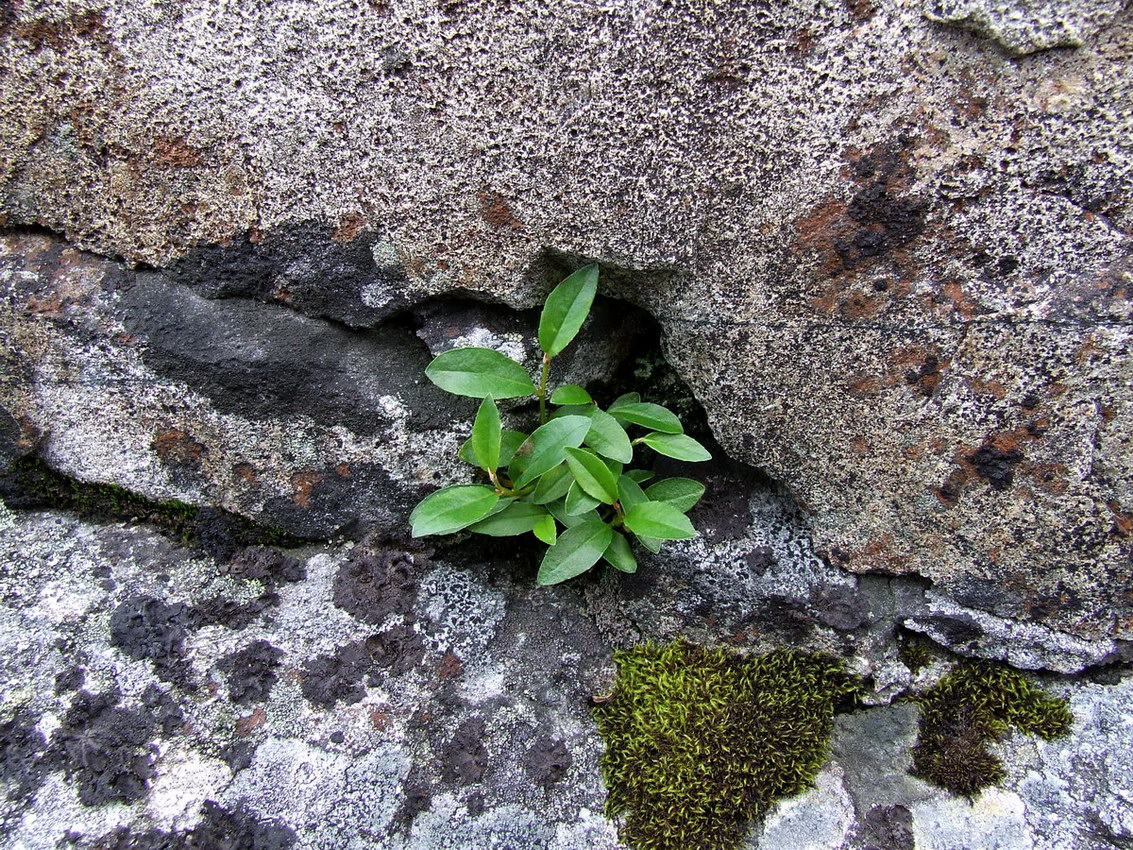 Image of genus Salix specimen.