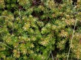 Empetrum hermaphroditum