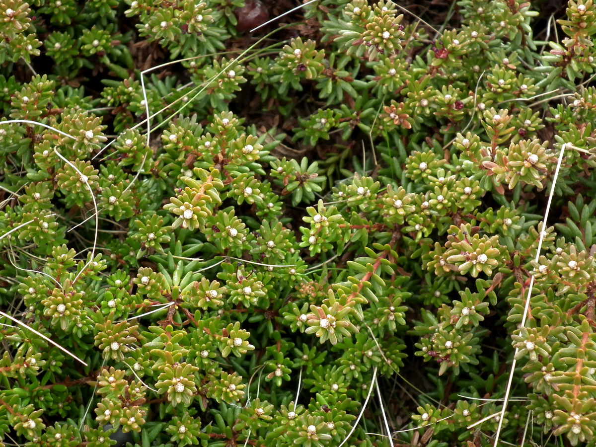 Изображение особи Empetrum hermaphroditum.