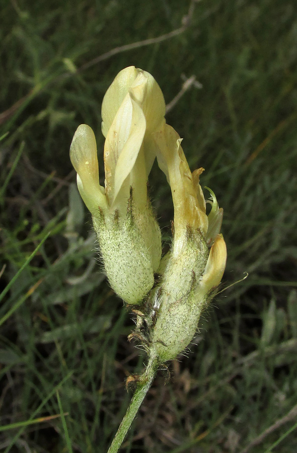 Изображение особи Astragalus glaucus.