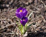 Crocus vernus. Цветущее растение. Москва, ботанический сад МГУ \"Аптекарский огород\". 01.04.2008.