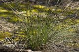 Schoenus nigricans