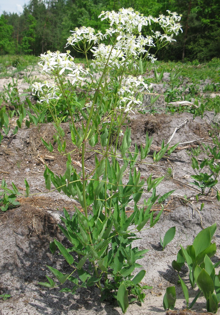 Изображение особи Clematis recta.