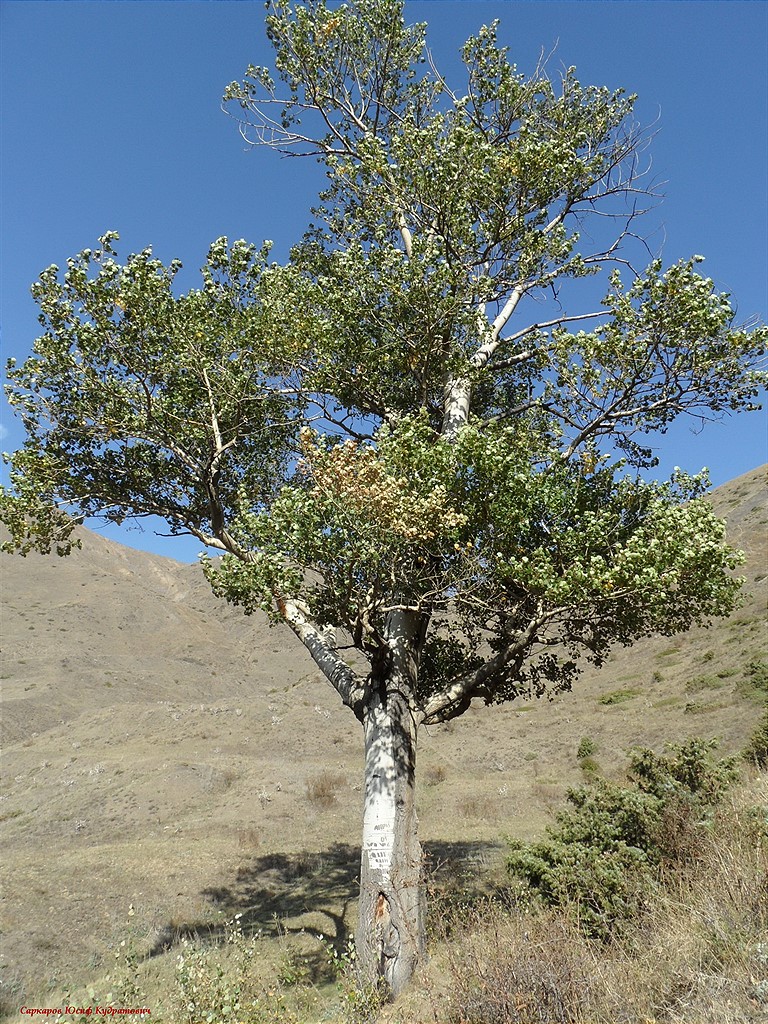 Изображение особи Populus tremula.