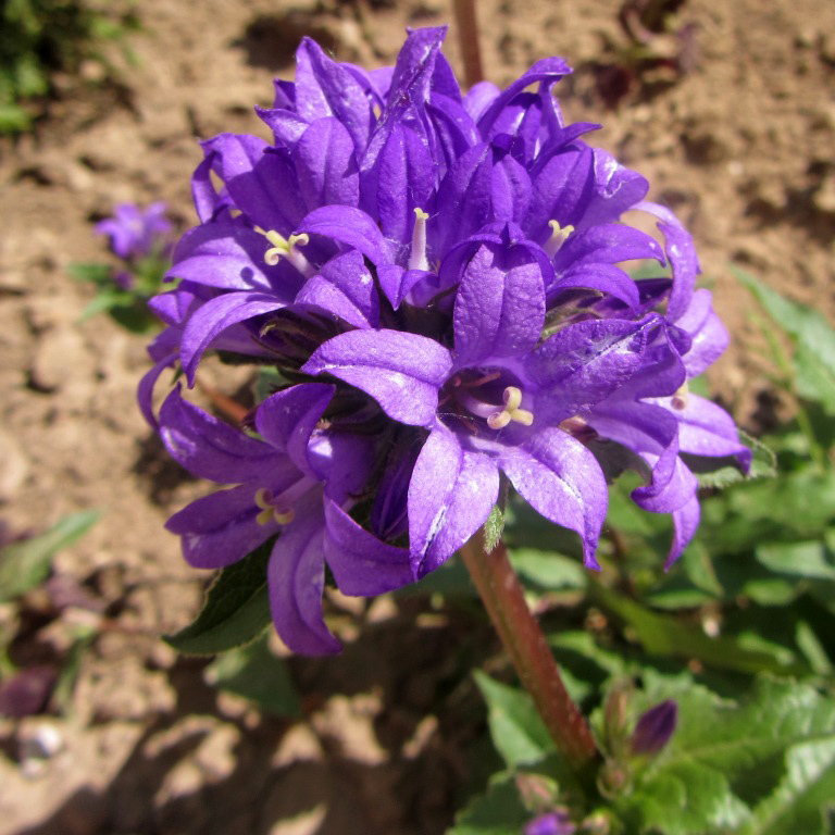 Изображение особи Campanula glomerata.