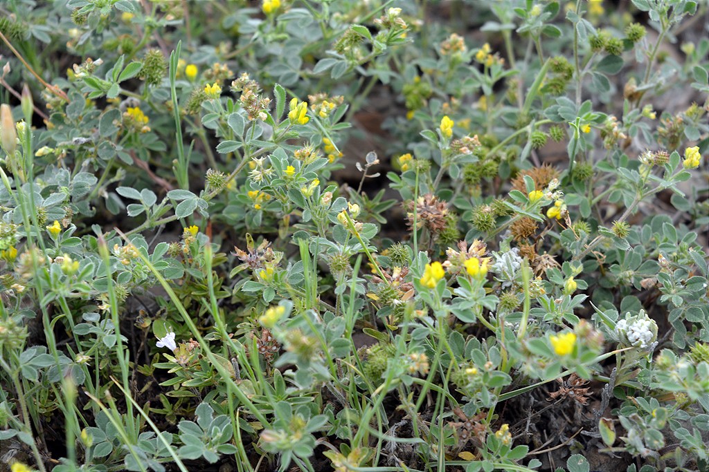 Изображение особи род Medicago.