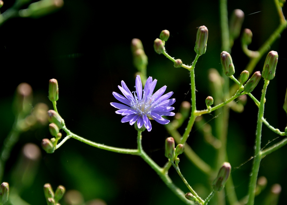 Изображение особи Lactuca tatarica.