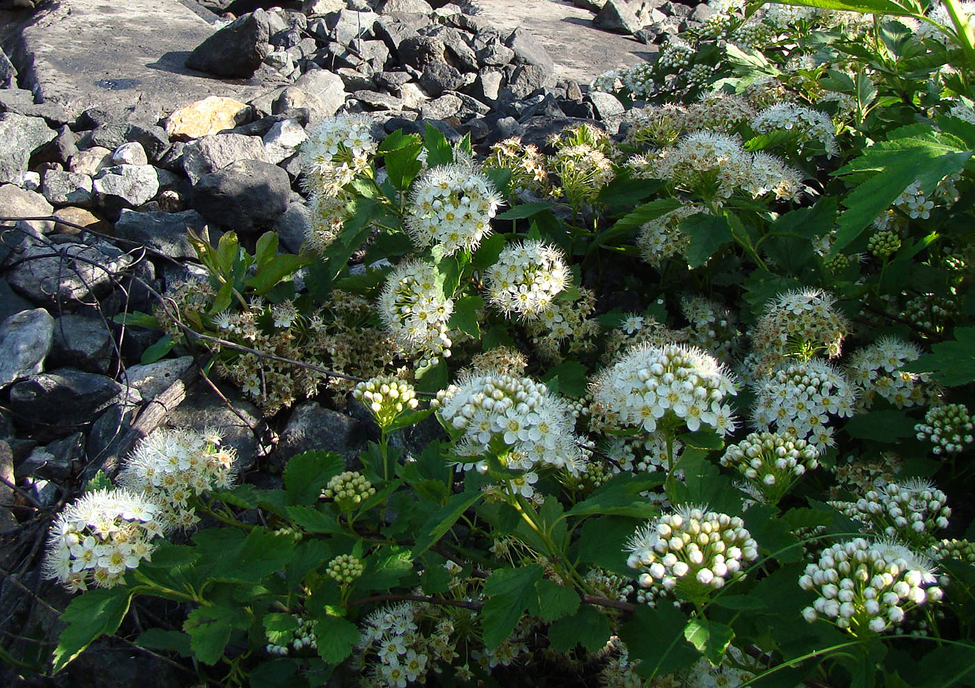 Image of Physocarpus opulifolius specimen.