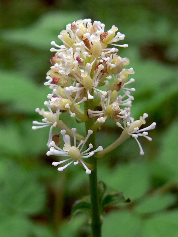 Image of Actaea erythrocarpa specimen.