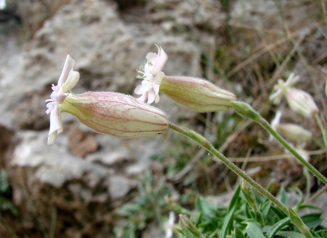 Изображение особи Silene samarkandensis.