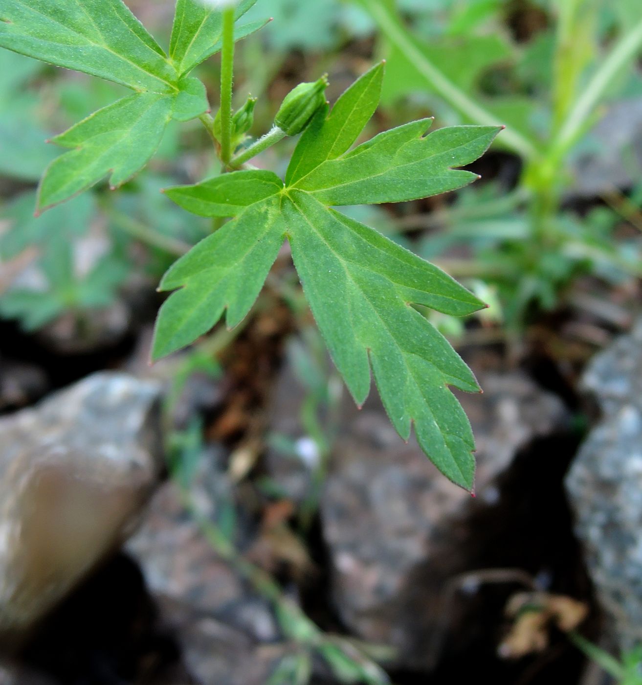 Image of Geranium sibiricum specimen.