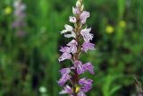 Dactylorhiza iberica