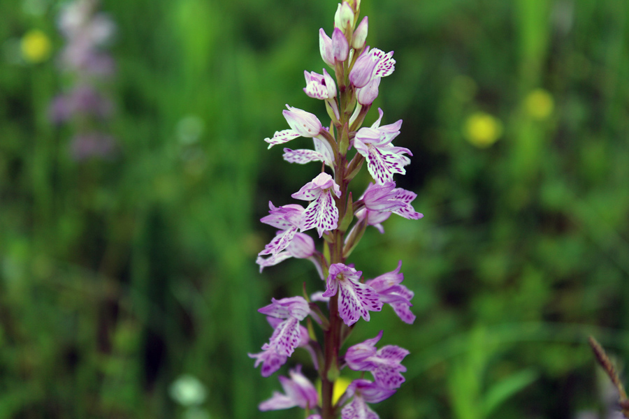 Изображение особи Dactylorhiza iberica.