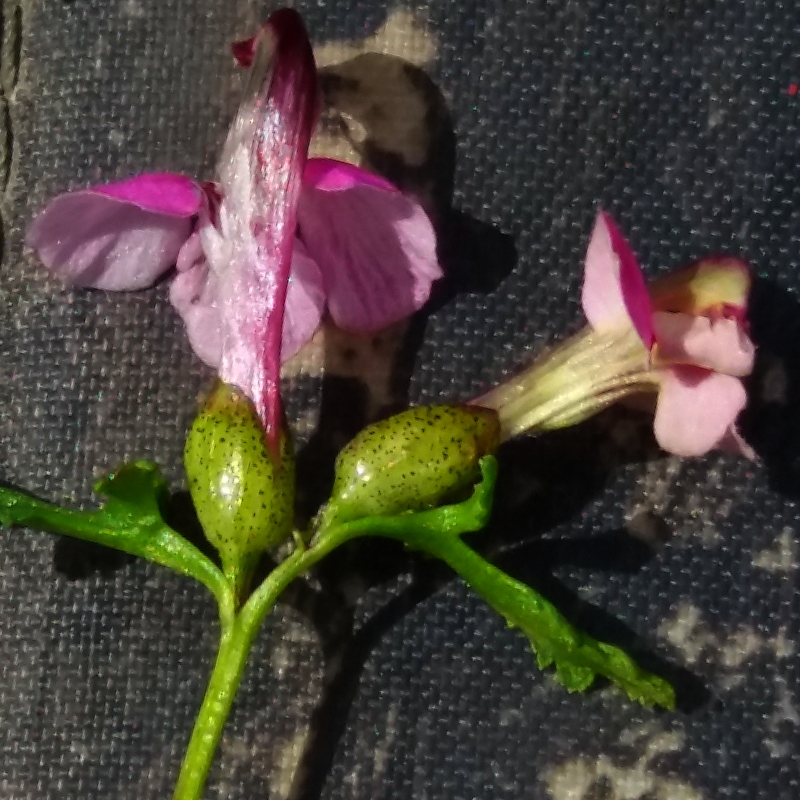 Image of Pedicularis adunca specimen.