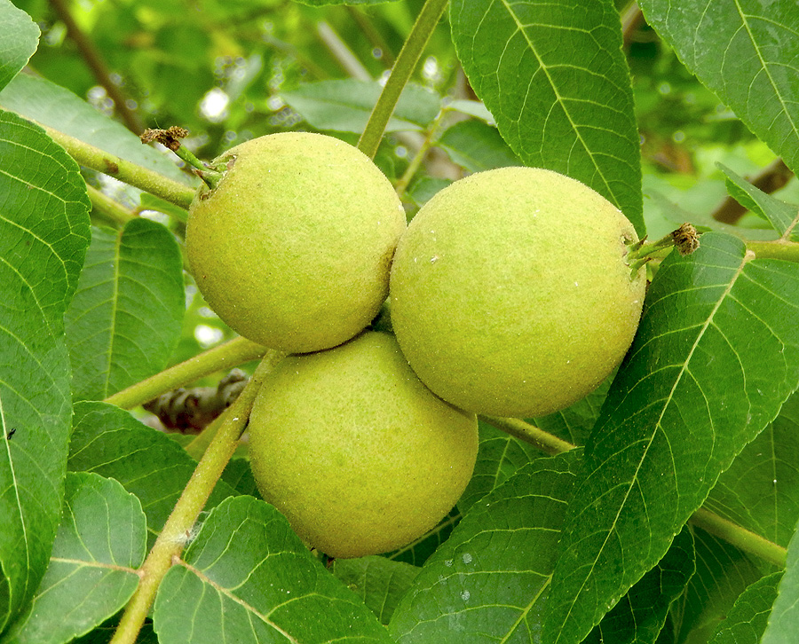 Image of Juglans nigra specimen.