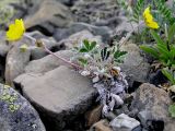 Potentilla nivea