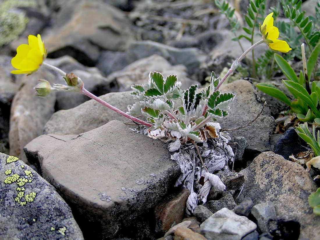 Image of Potentilla nivea specimen.