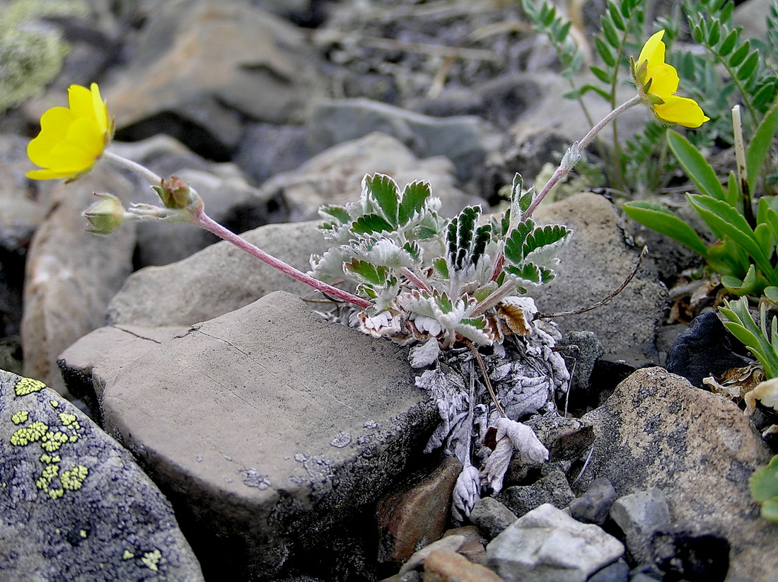 Изображение особи Potentilla nivea.