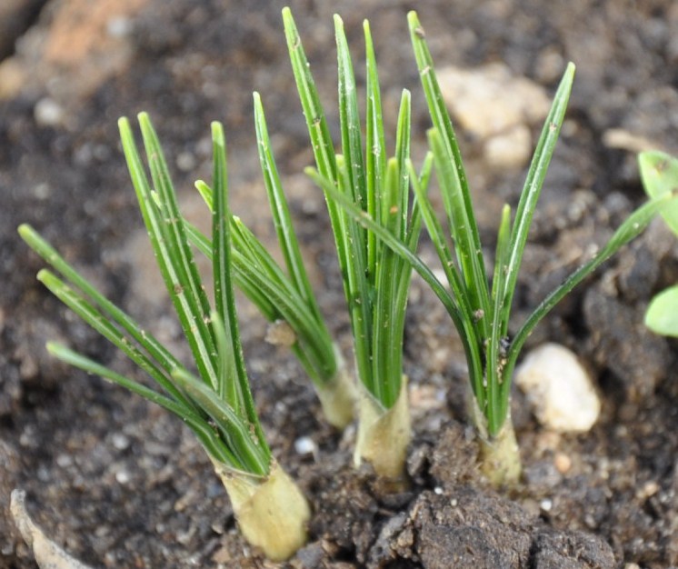 Изображение особи Crocus biflorus.