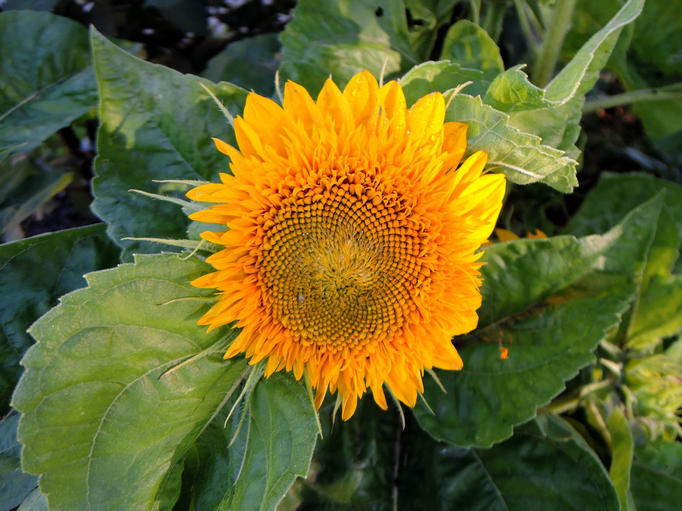 Image of Helianthus annuus specimen.