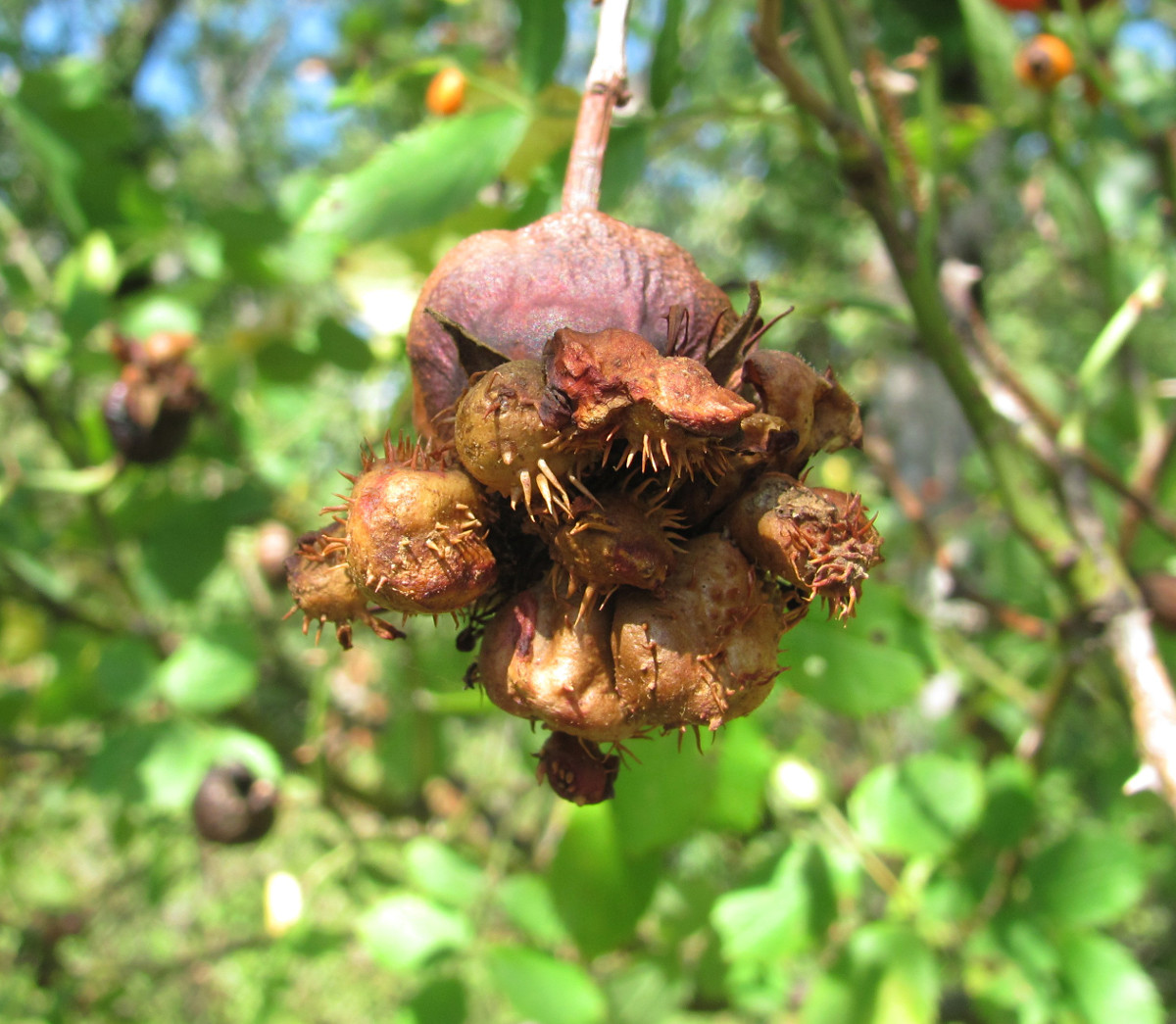 Image of Rosa canina specimen.