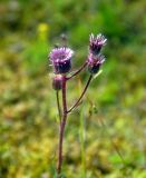 Erigeron uniflorus. Верхушка побега с соцветиями. Исландия, национальный парк Ватнайокюдль (южная часть), окр. ледника Скафтафельсйокюдль, мохово-лишайниковая тундра. 04.08.2016.