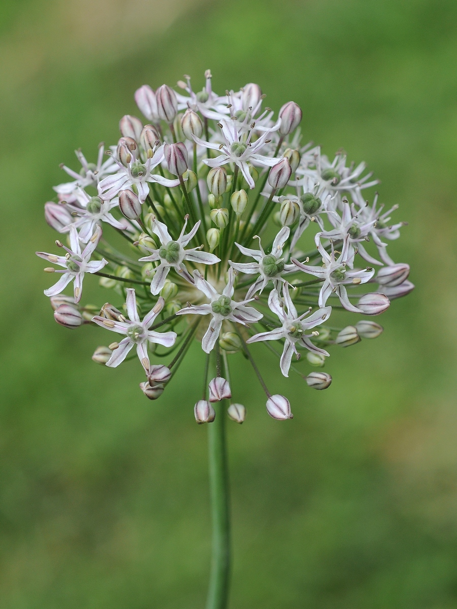 Изображение особи Allium decipiens.