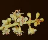 Coccoloba uvifera