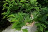 Acacia dealbata. Верхушки побегов с бутонами. Краснодарский край, Сочи, Дендрарий. 23.09.2016.