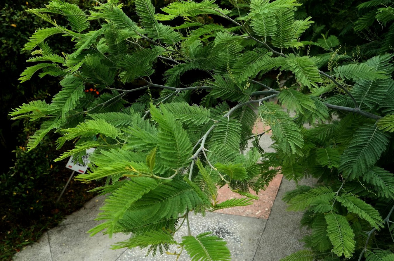 Image of Acacia dealbata specimen.