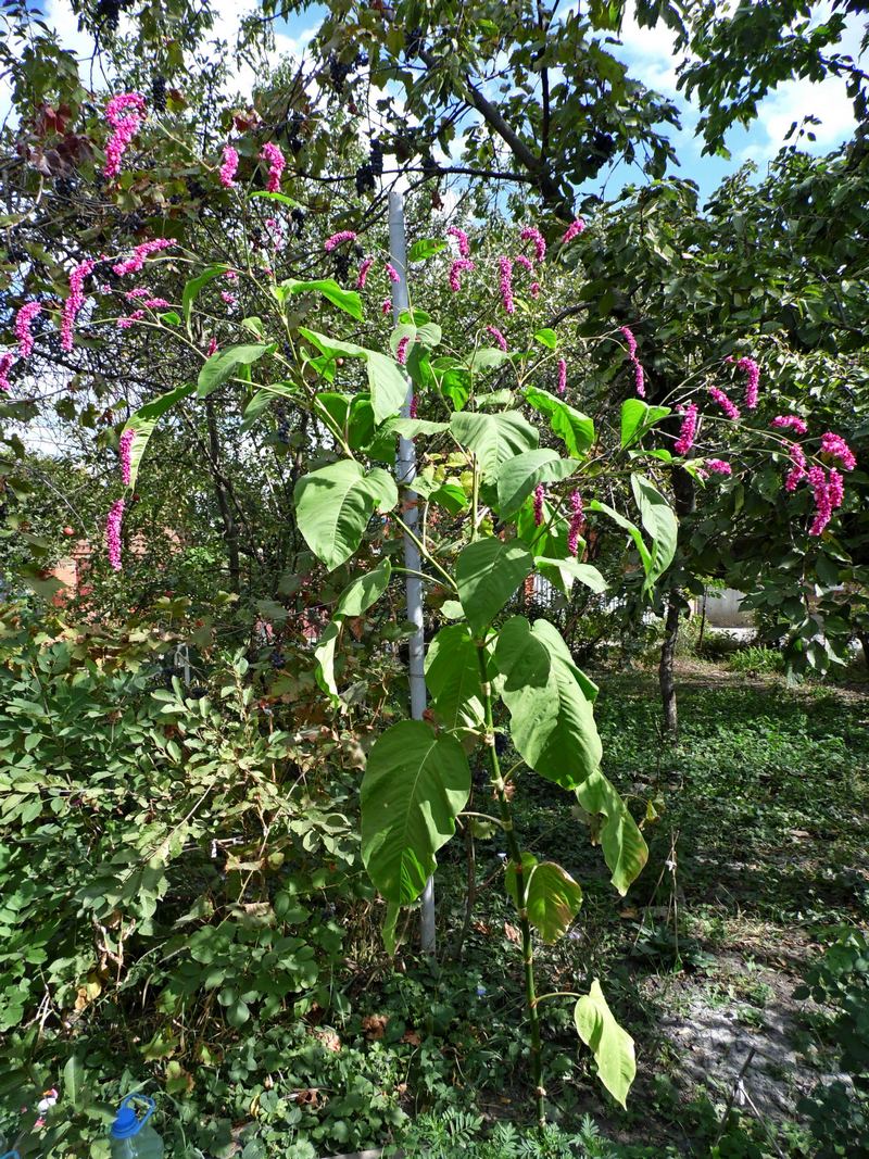 Image of Persicaria orientalis specimen.