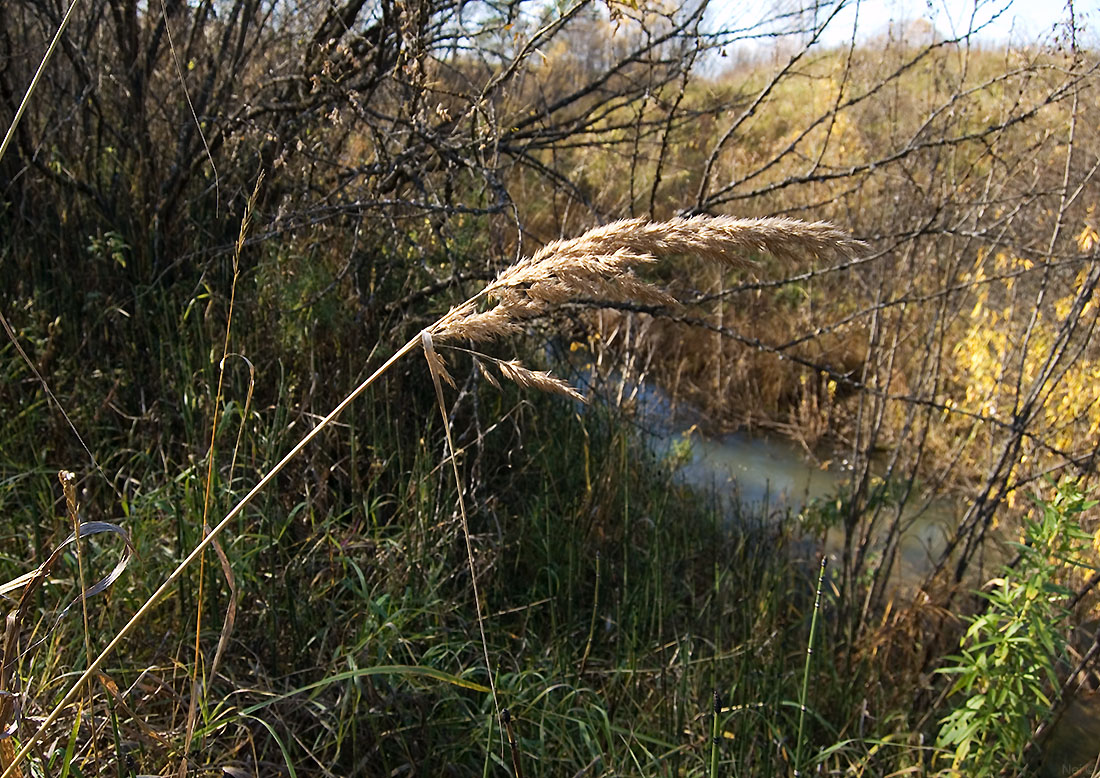 Изображение особи Calamagrostis epigeios.